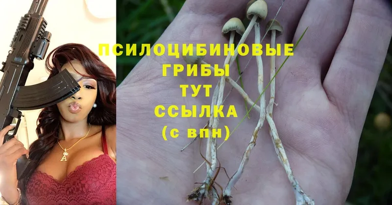 Галлюциногенные грибы Magic Shrooms  продажа наркотиков  Алзамай 